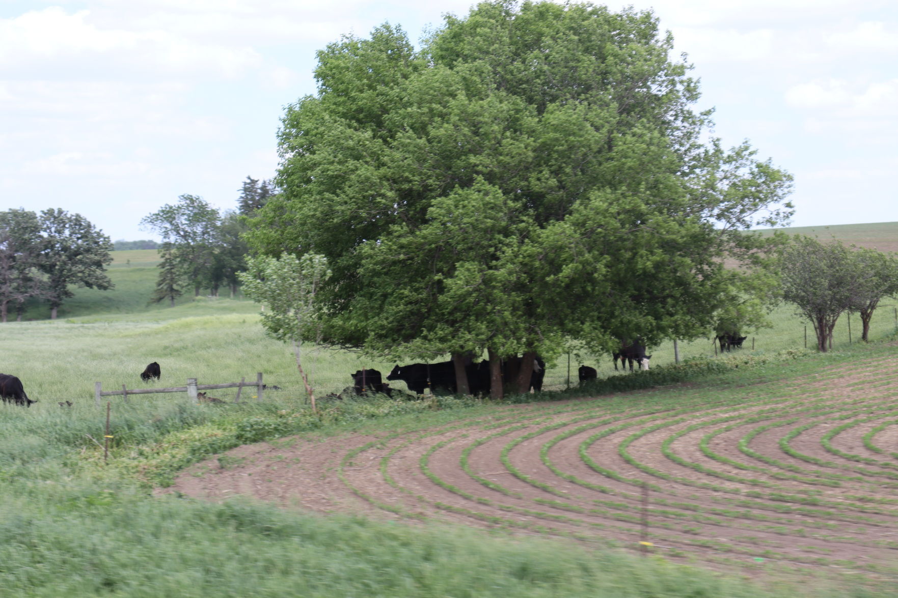 Cows
